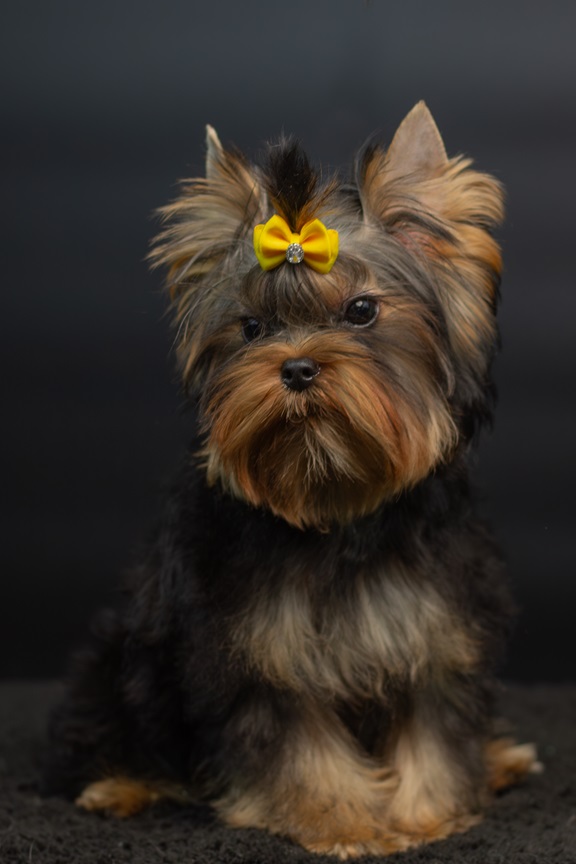 LARANTA &mdash; Labaza DogPedigree YorkshireTerrier